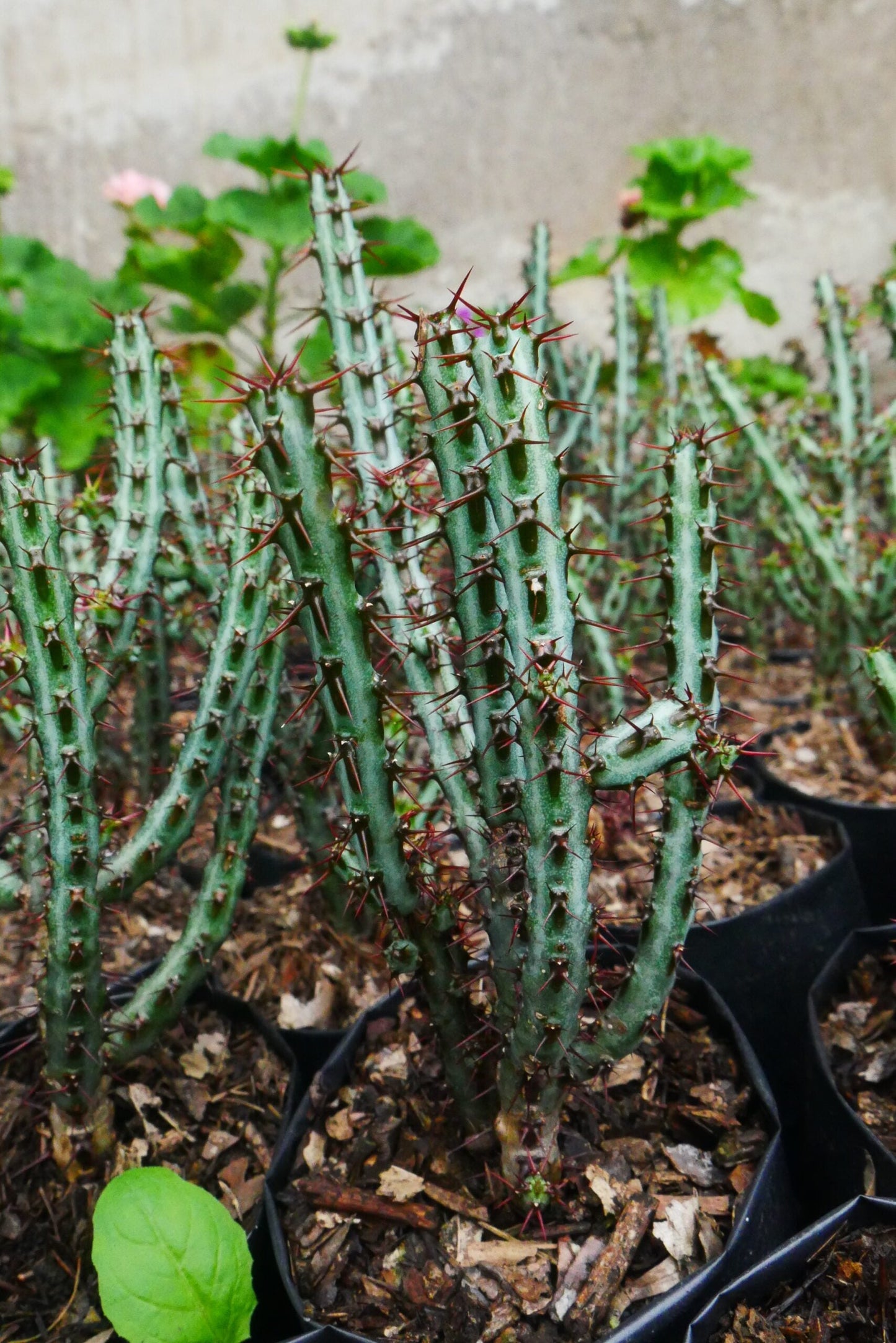 Euphorbia Aeruginosa Schweik The Celestial Succulent - Exclusive at Frek!