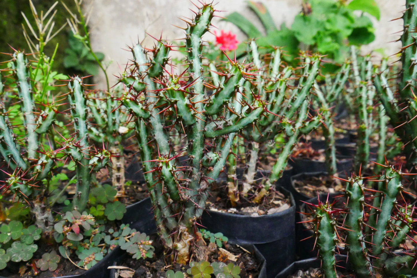 Euphorbia Aeruginosa Schweik The Celestial Succulent - Exclusive at Frek!