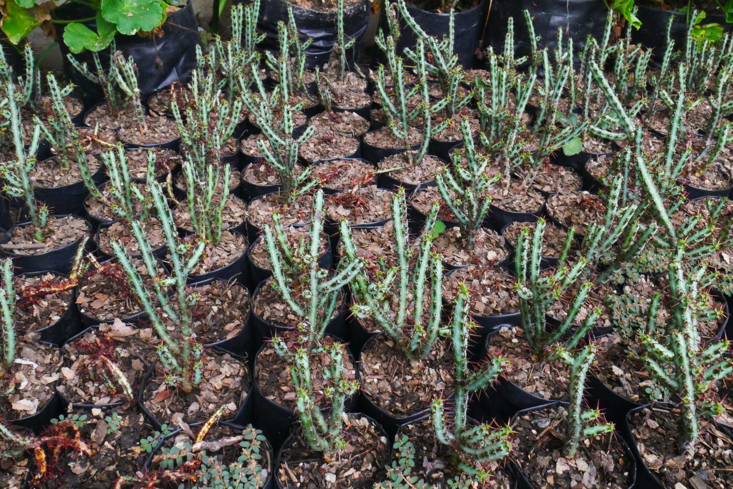 Euphorbia Aeruginosa Schweik The Celestial Succulent - Exclusive at Frek!