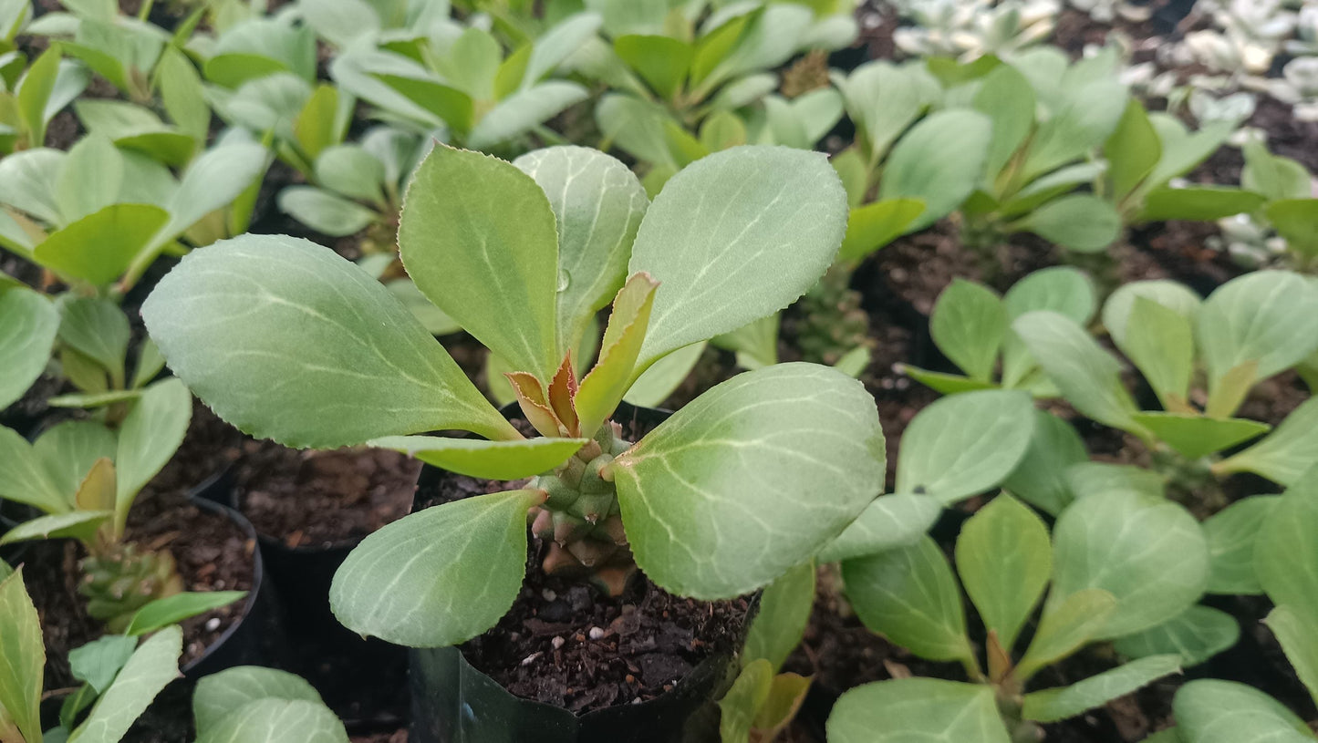 Euphorbia Monadenium Succulent - African Milk Barrel