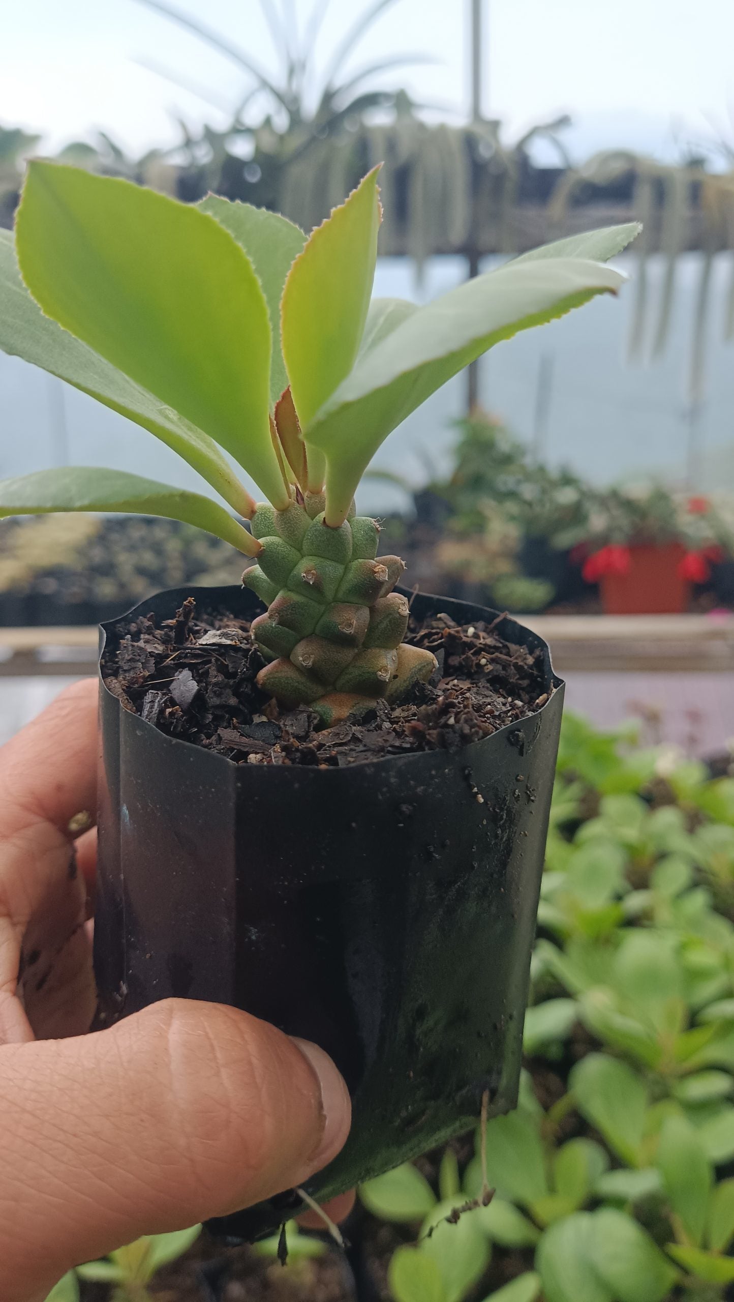 Euphorbia Monadenium Succulent - African Milk Barrel