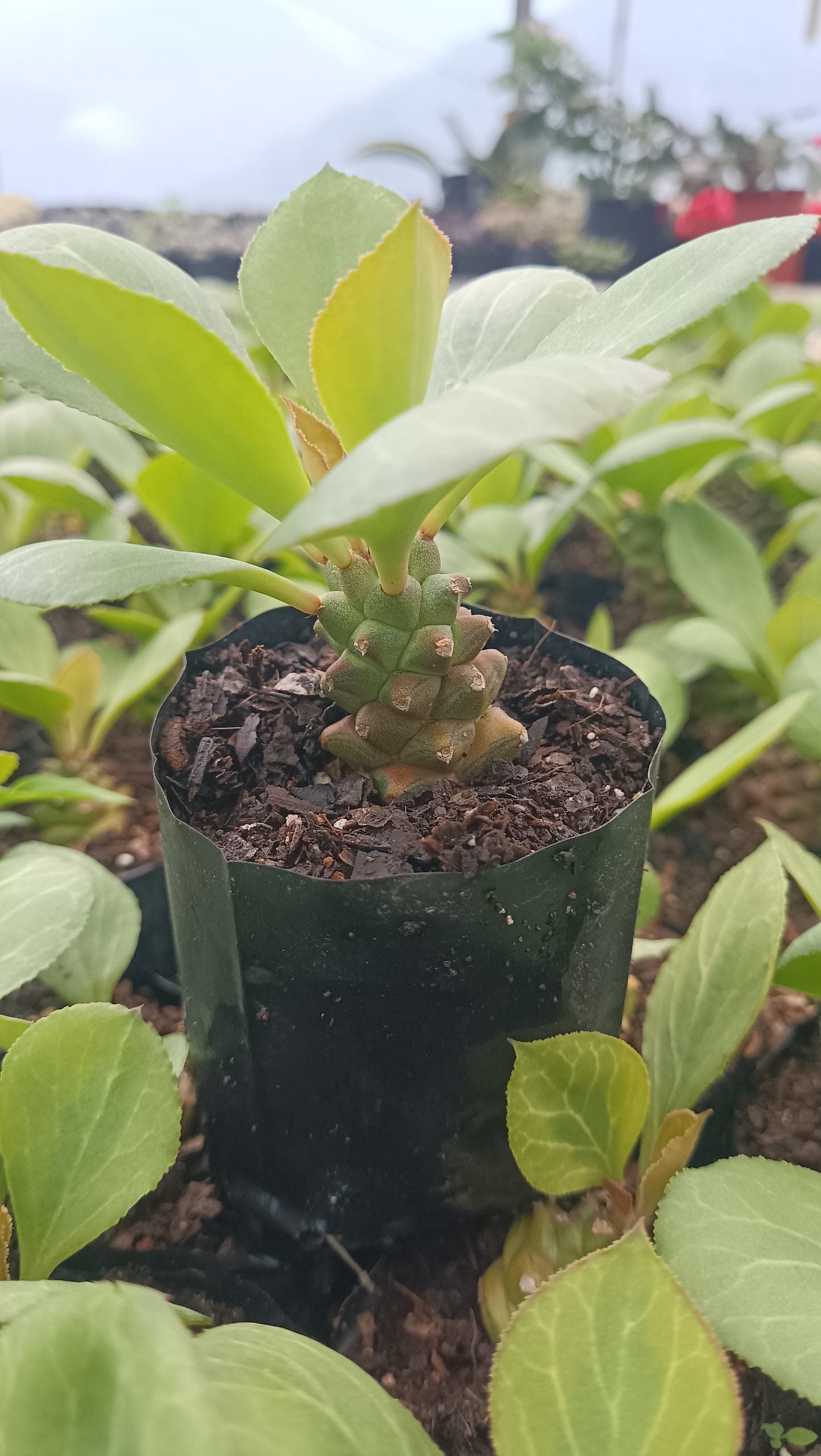 Euphorbia Monadenium Succulent - African Milk Barrel