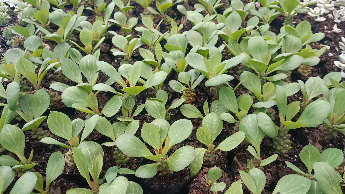 Euphorbia Monadenium Succulent - African Milk Barrel