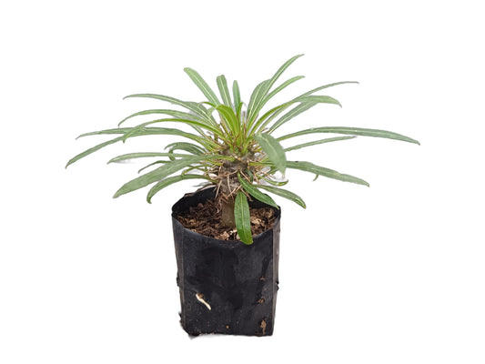 Exotic Pachypodium Lamerei (Madagascar Palm) - Perfect for Homes, Offices & Gardens!