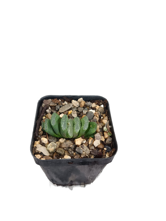 Exquisite Haworthia Truncata Schönland: Ideal for Homes, Offices &amp; Gardens