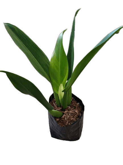 Fatboy Philodendron Plant: Lush and Low-Maintenance Indoor Beauty