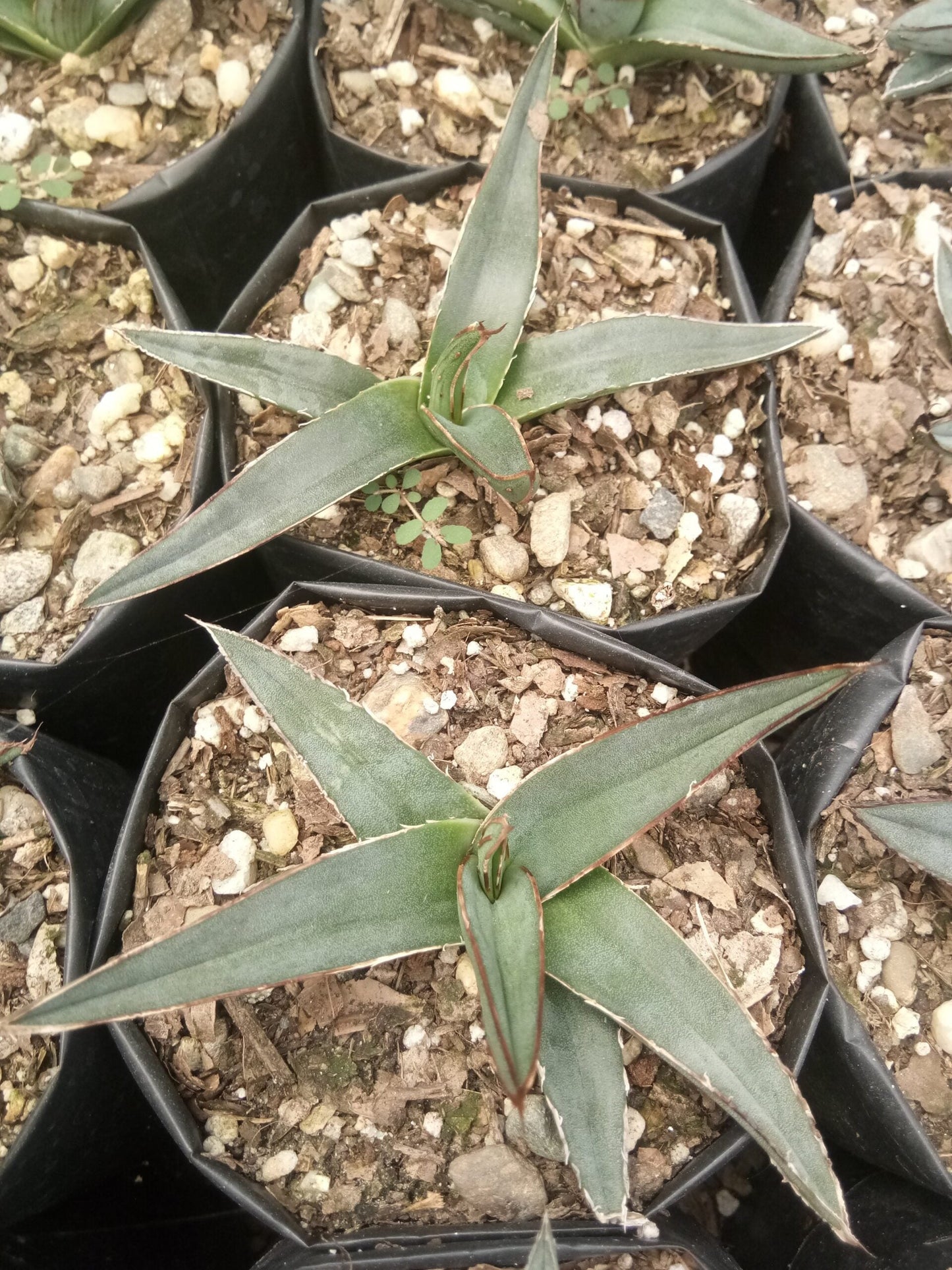 Agave Nickelsiae Fernandez Regis: Available Now on Frek!