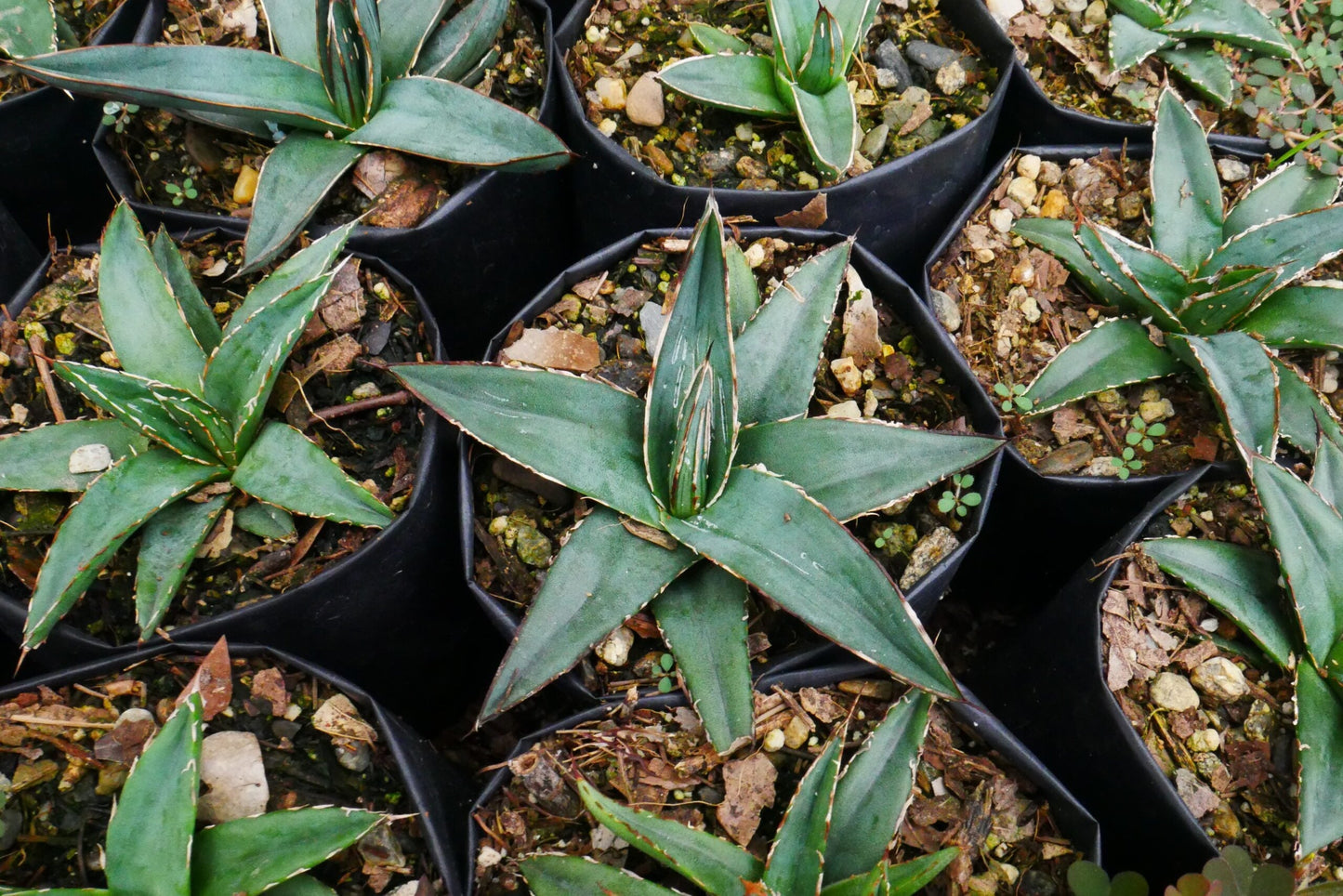 Agave Nickelsiae Fernandez Regis: Available Now on Frek!