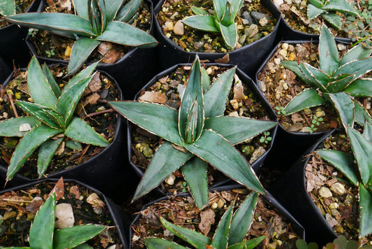 Agave Nickelsiae Fernandez Regis: Available Now on Frek!