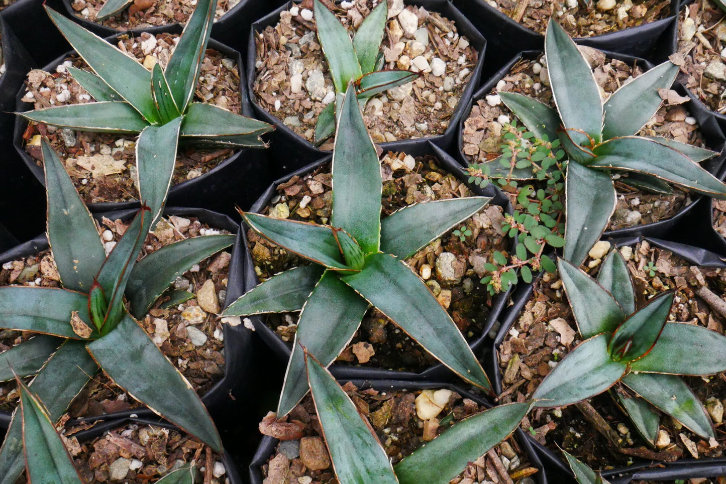 Agave Nickelsiae Fernandez Regis: Available Now on Frek!