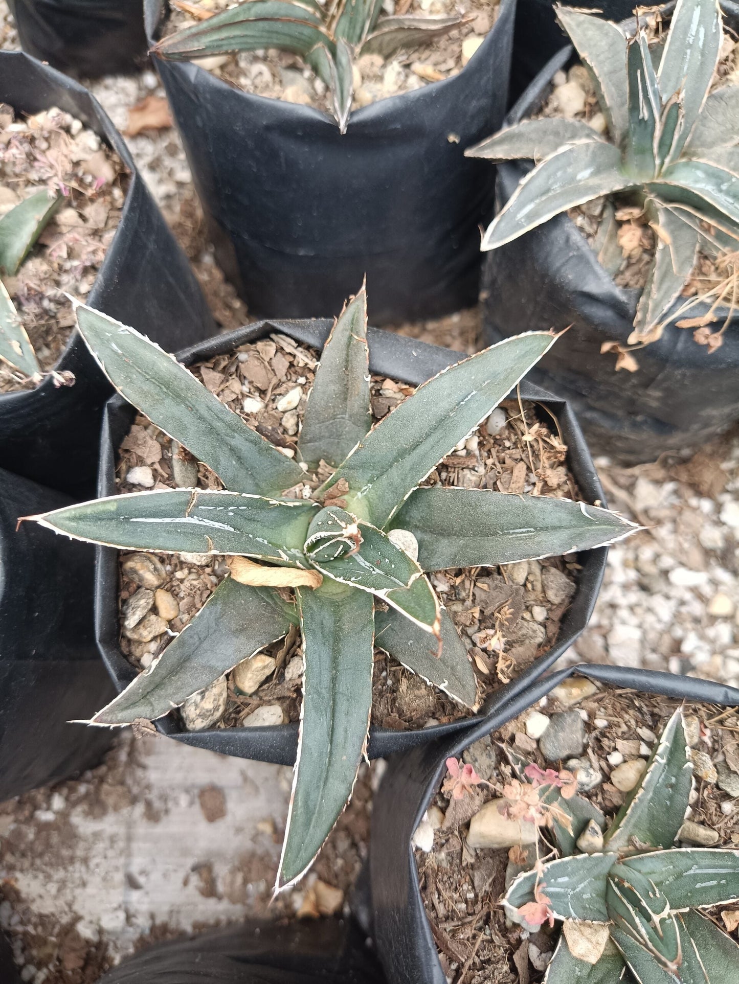Agave Nickelsiae Fernandez Regis: Available Now on Frek!