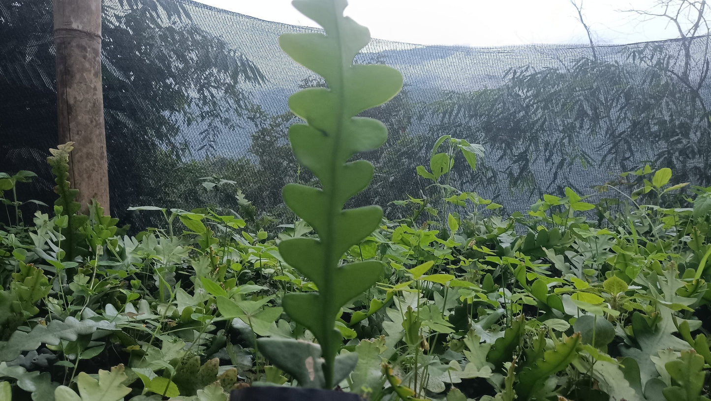 Fishbone Cactus (Disocactus anguliger or Epiphyllum anguliger) – Unique and Versatile Houseplant
