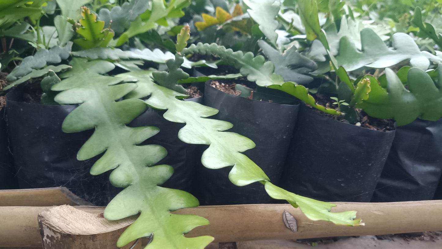 Fishbone Cactus (Disocactus anguliger or Epiphyllum anguliger) – Unique and Versatile Houseplant