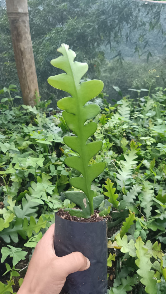 Fishbone Cactus (Disocactus anguliger or Epiphyllum anguliger) – Unique and Versatile Houseplant