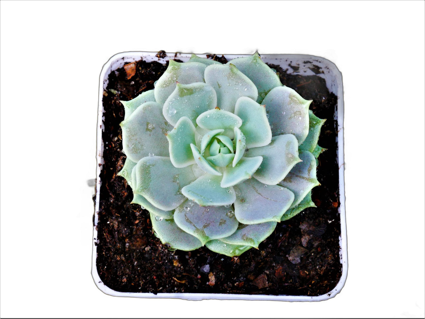 Frek-Echeveria Lola Succulent Live Plant