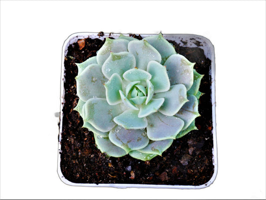 Frek-Echeveria Lola Succulent Live Plant