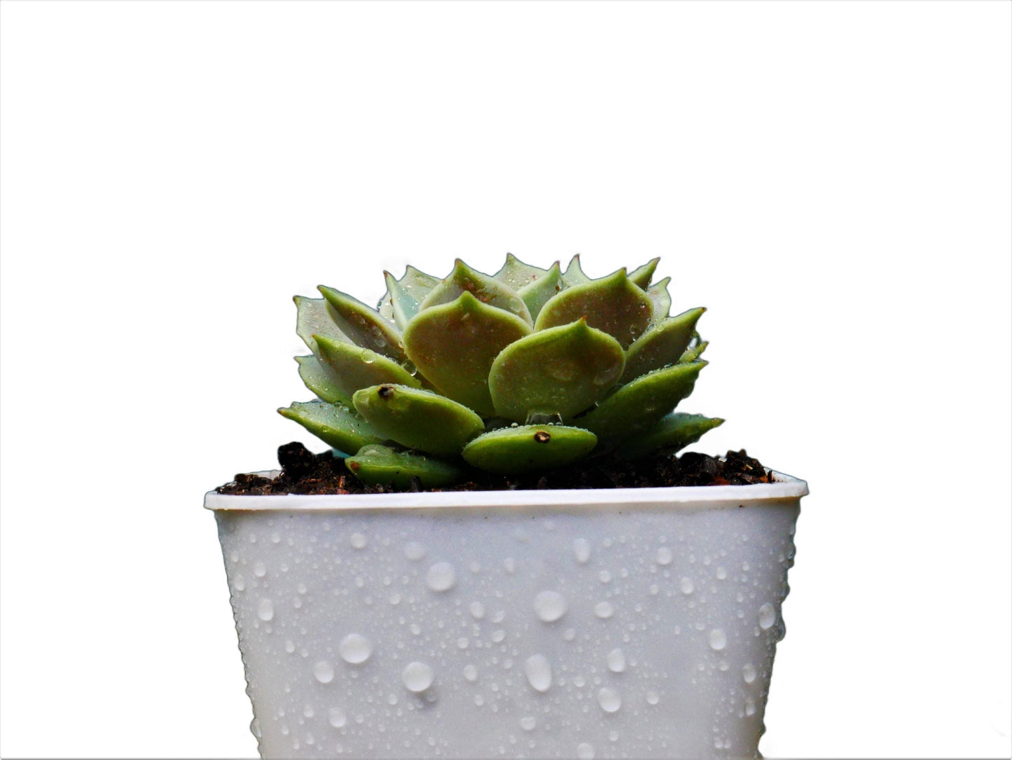 Frek-Echeveria Lola Succulent Live Plant