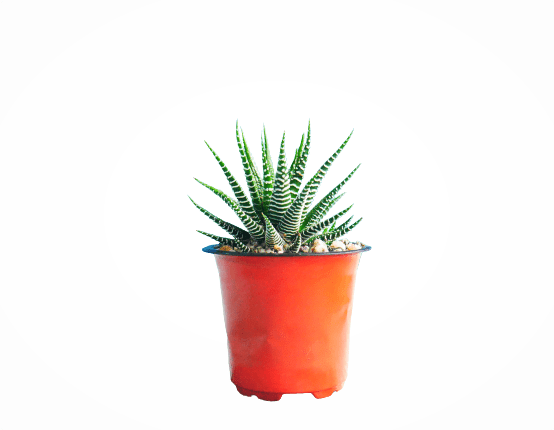 Frek- Haworthia Zebra