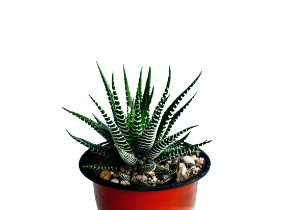 Frek- Haworthia Zebra