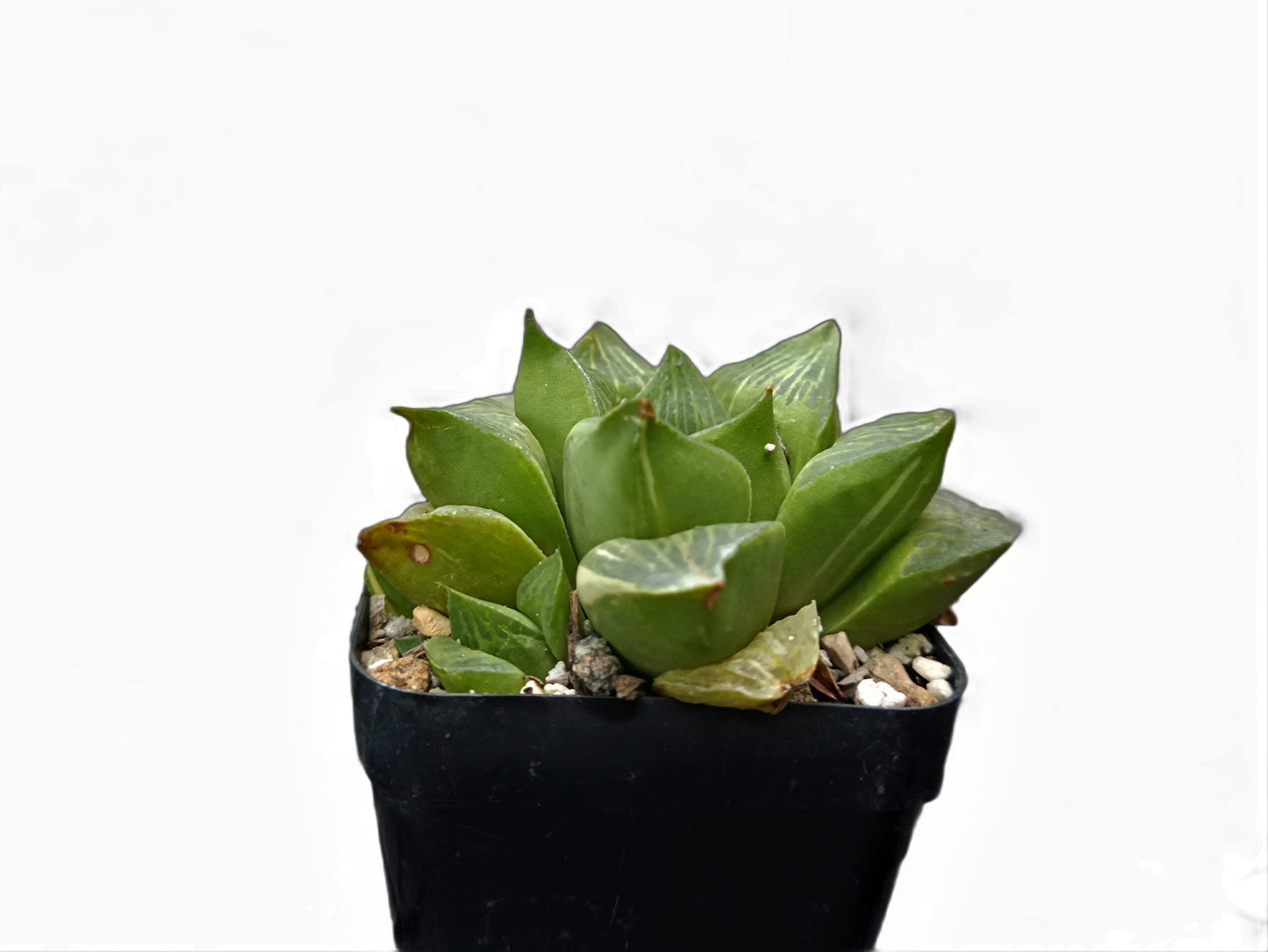 Frek Hybrid Haworthia Mutica 'Retusa' (Seed Grown)