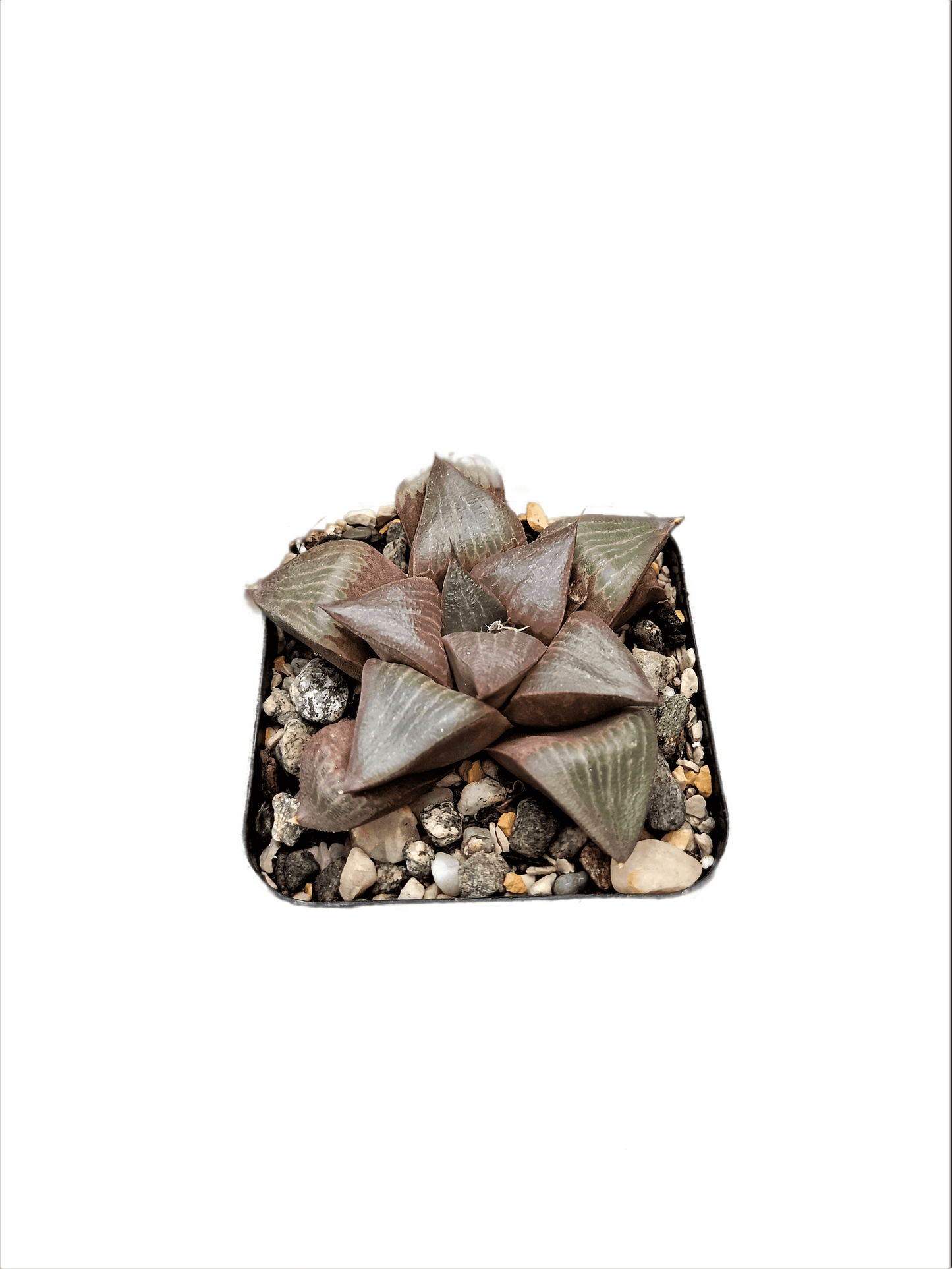 Frek Hybrid Pink Haworthia Magnifica Succulent Live Plant