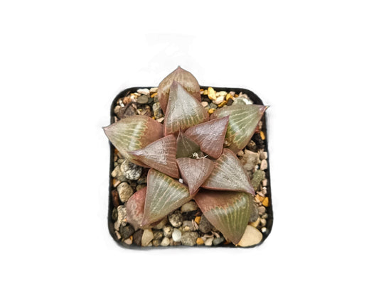 Frek Hybrid Pink Haworthia Magnifica Succulent Live Plant
