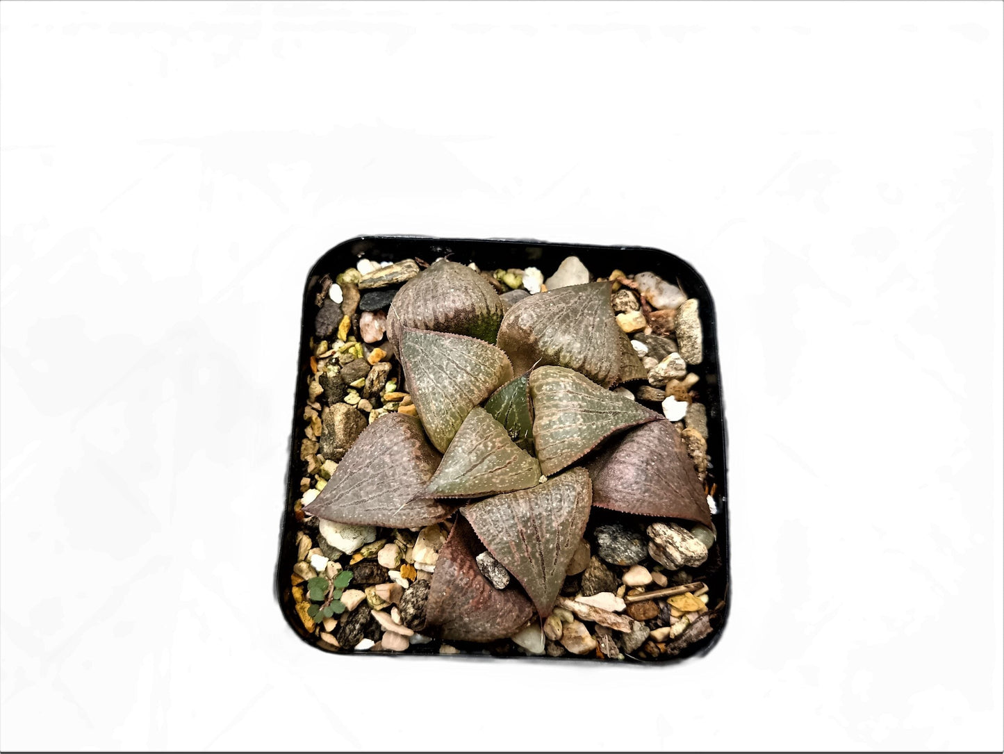 Frek New Seed-Grown Haworthia Hybrid: Unique Succulent for Any Space