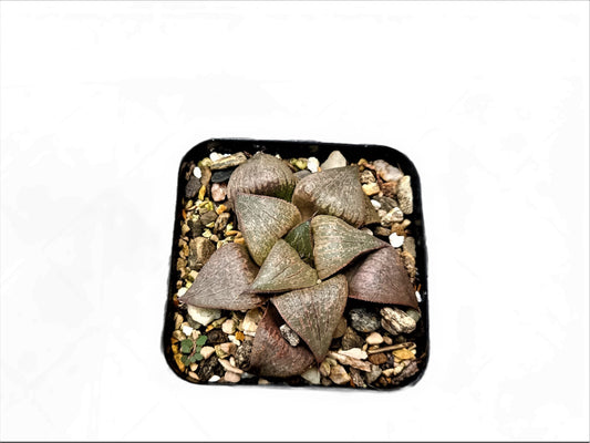 Frek New Seed-Grown Haworthia Hybrid: Unique Succulent for Any Space