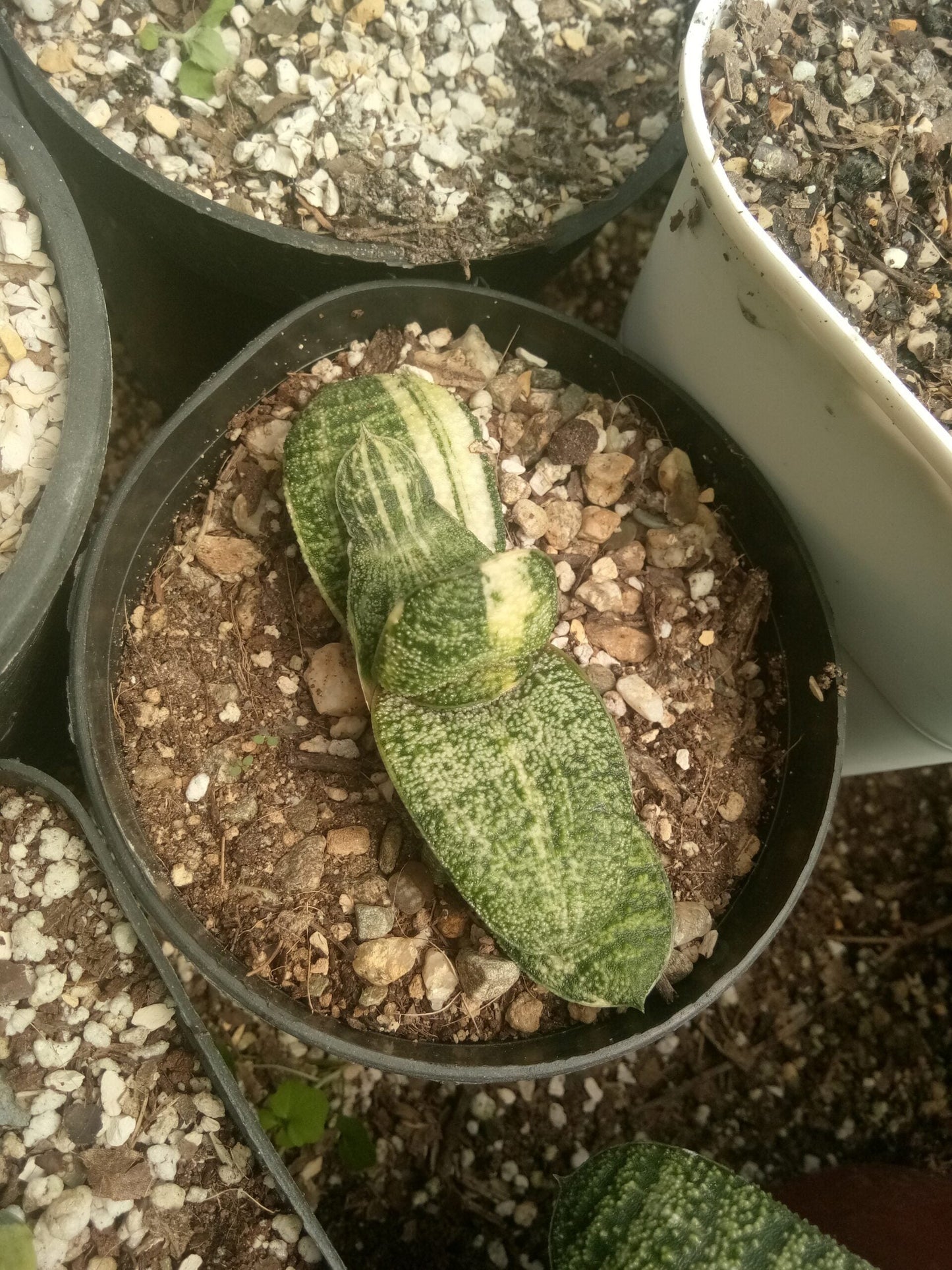 Gasteria Batesiana Variegated – Shop at Frek Now!