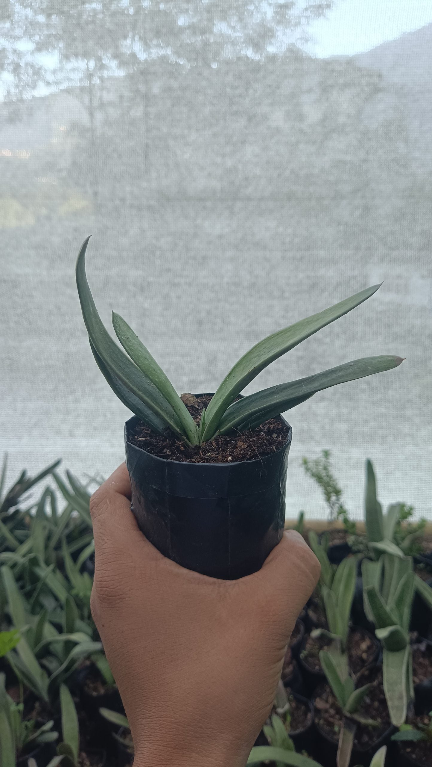 Gasteria Gracilis Giromagi: Elegant Succulent for Homes, Offices, and Gardens