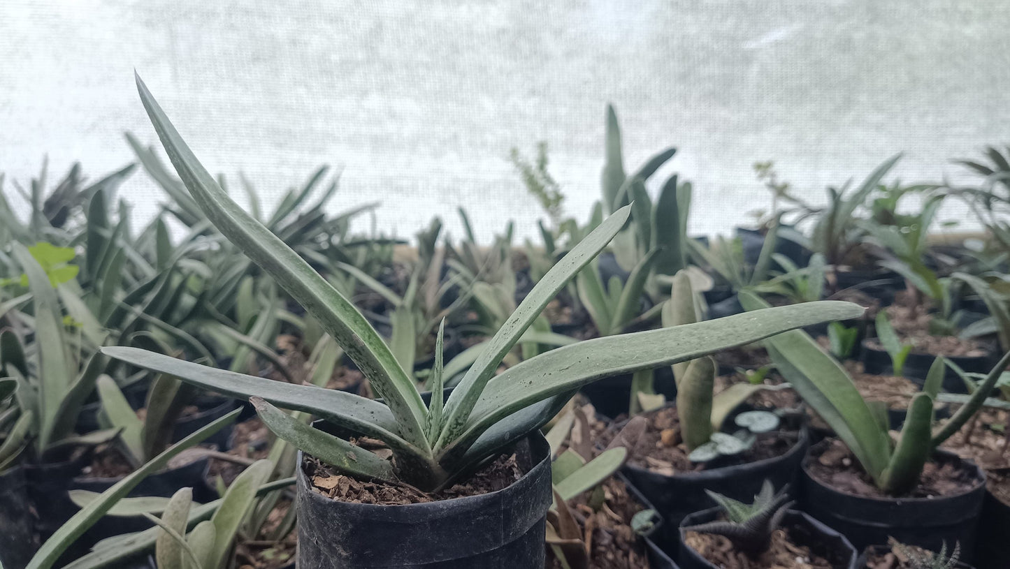 Gasteria Gracilis Giromagi: Elegant Succulent for Homes, Offices, and Gardens