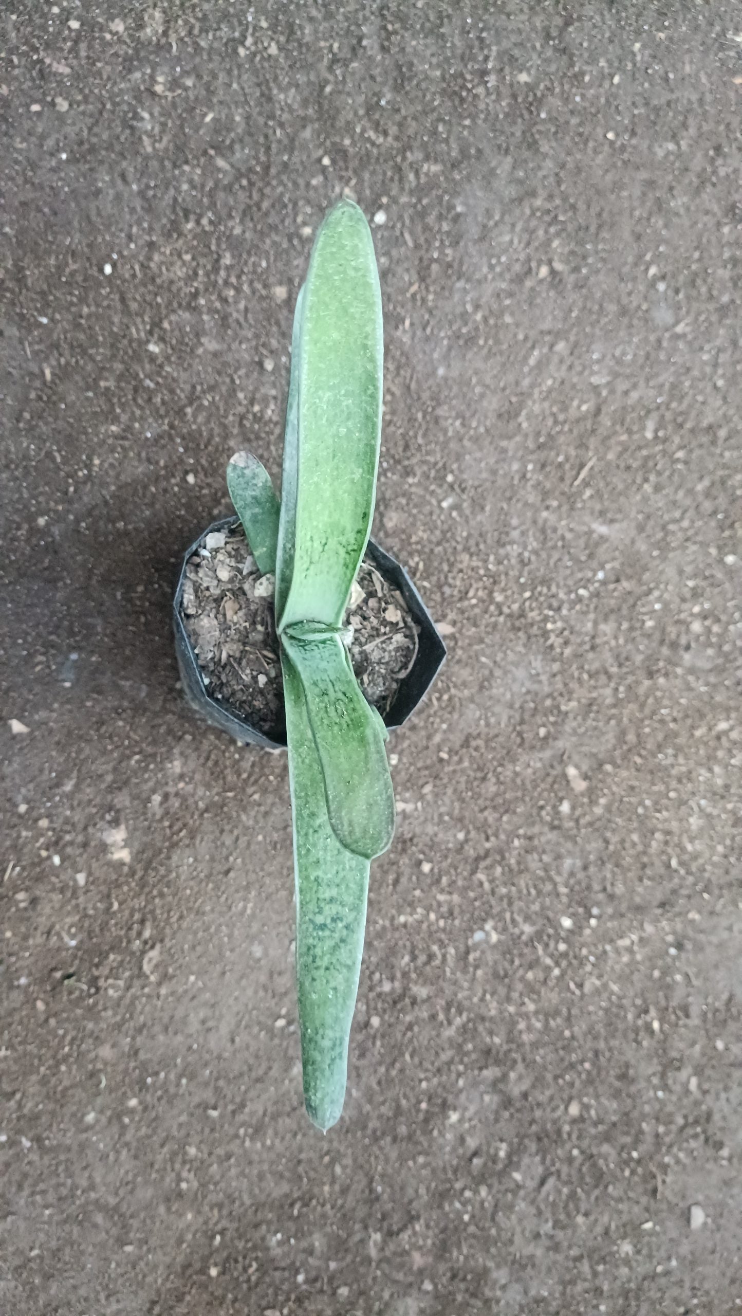 Gasteria Gracilis Giromagi: Elegant Succulent for Homes, Offices, and Gardens