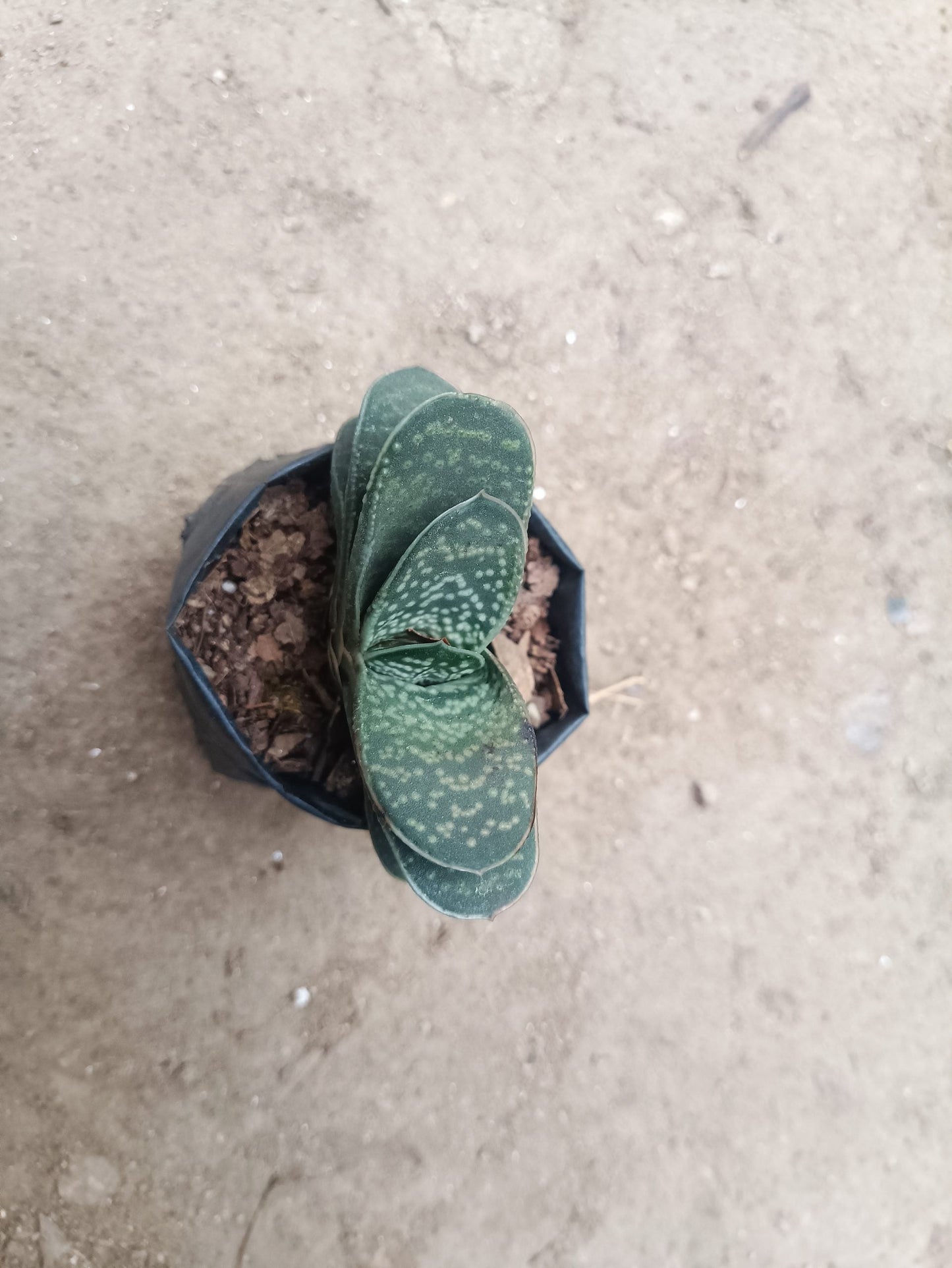 Gasteria Liliputana Succulent - Compact Beauty for Any Setting