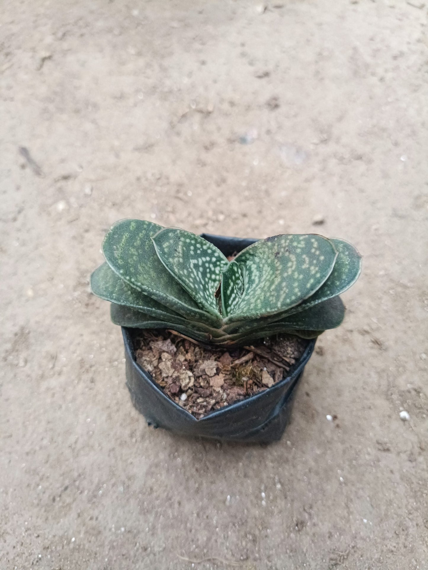 Gasteria Liliputana Succulent - Compact Beauty for Any Setting