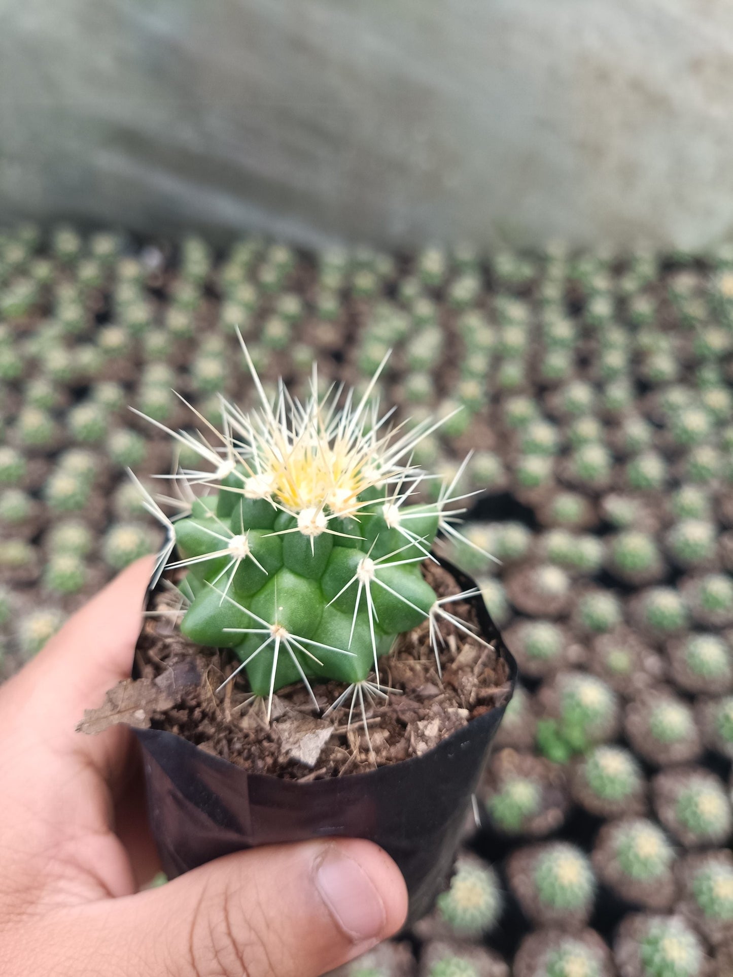 Golden Barrel Cactus - Echinocactus Grusonii