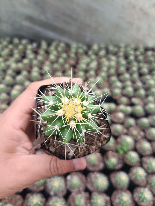 Golden Barrel Cactus - Echinocactus Grusonii