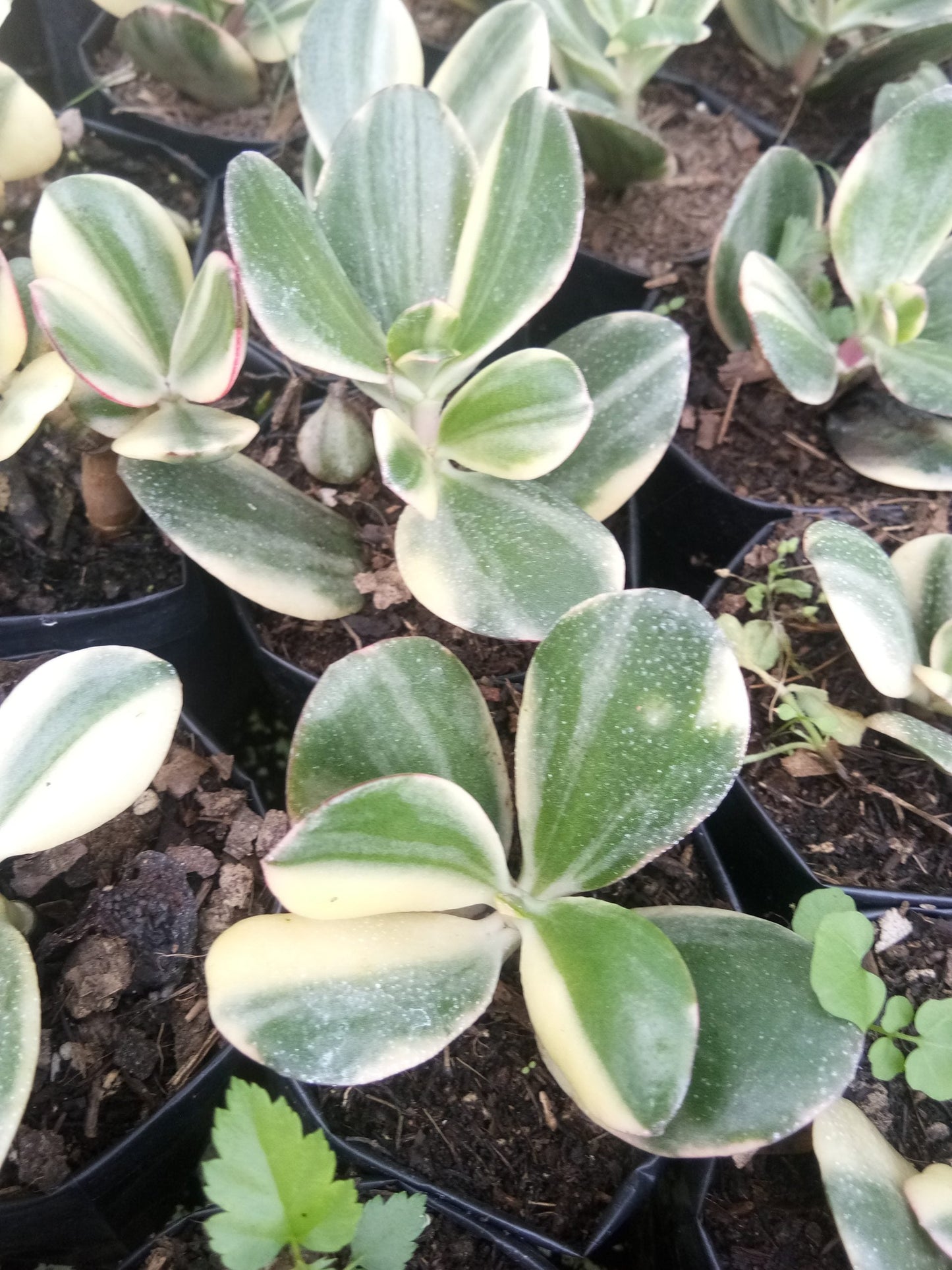 Golden Crassula Ovata Variegated Hummel's Sunset (Good Luck Vastu Plant) Jade Plant