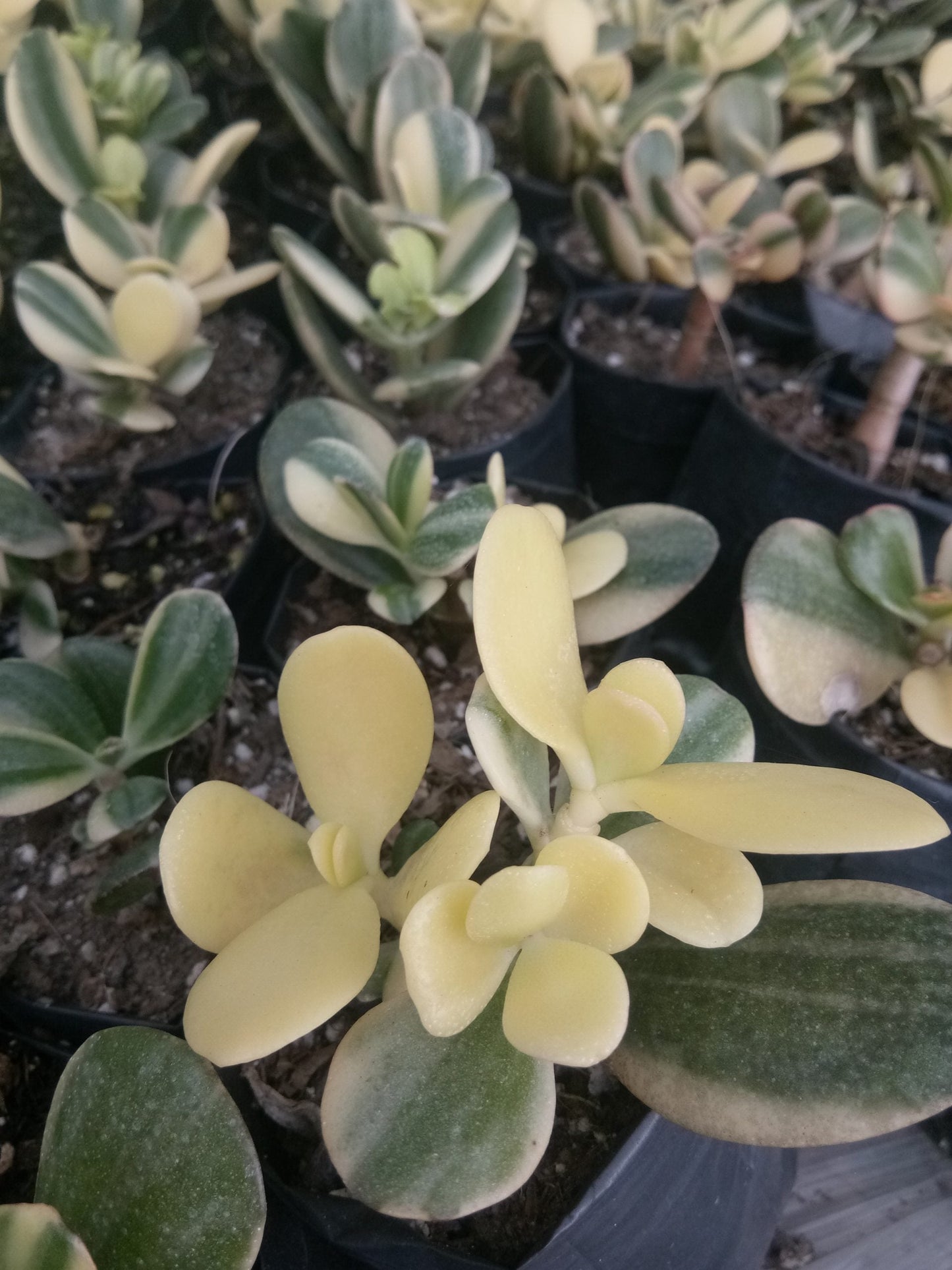 Golden Crassula Ovata Variegated Hummel's Sunset (Good Luck Vastu Plant) Jade Plant