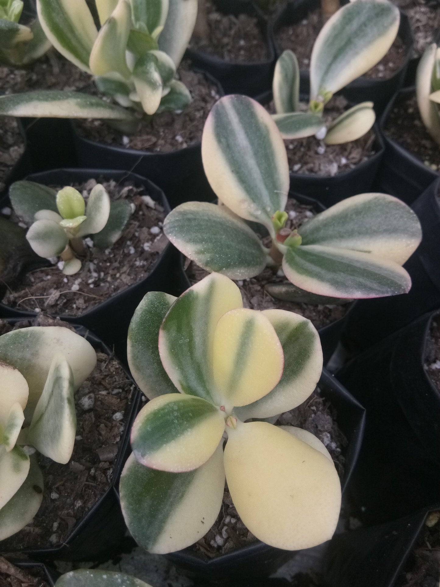 Golden Crassula Ovata Variegated Hummel's Sunset (Good Luck Vastu Plant) Jade Plant