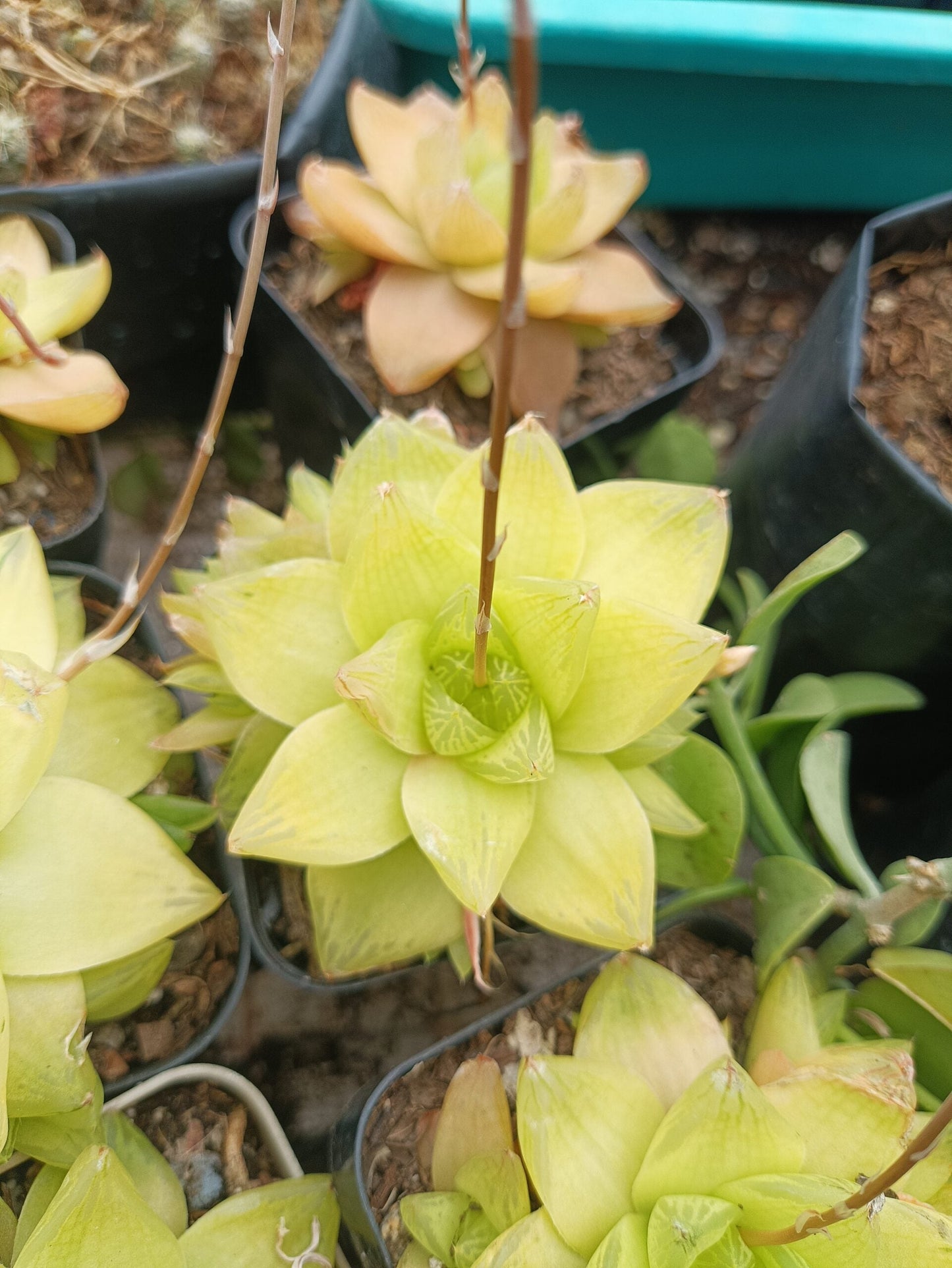 Golden Yellow Haworthia Cymbiformis :Elevate Your Collection with Frek!