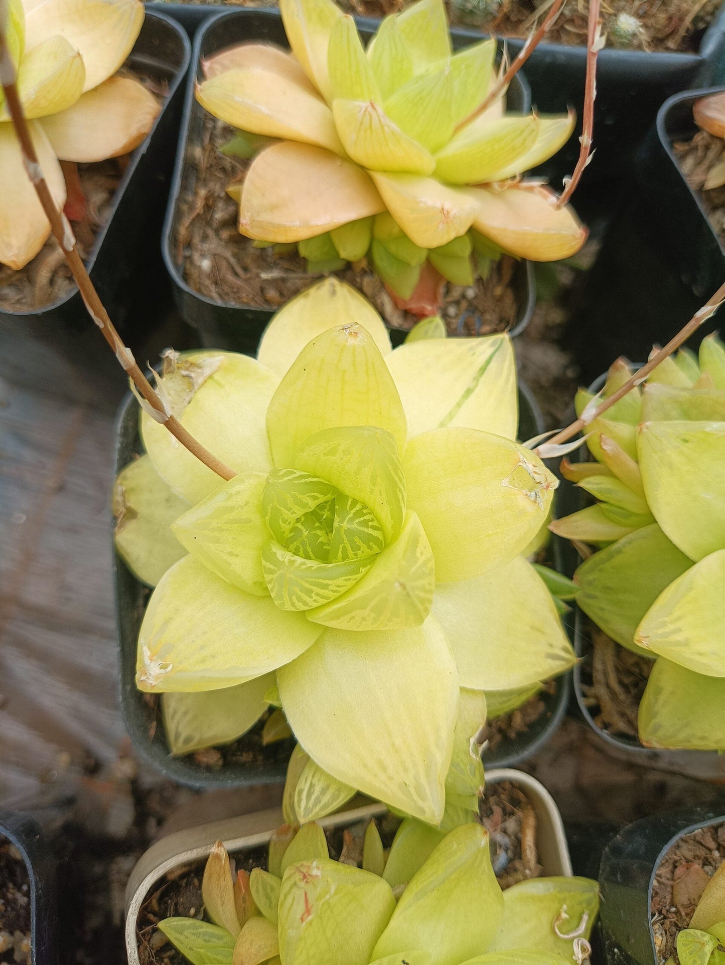 Golden Yellow Haworthia Cymbiformis :Elevate Your Collection with Frek!