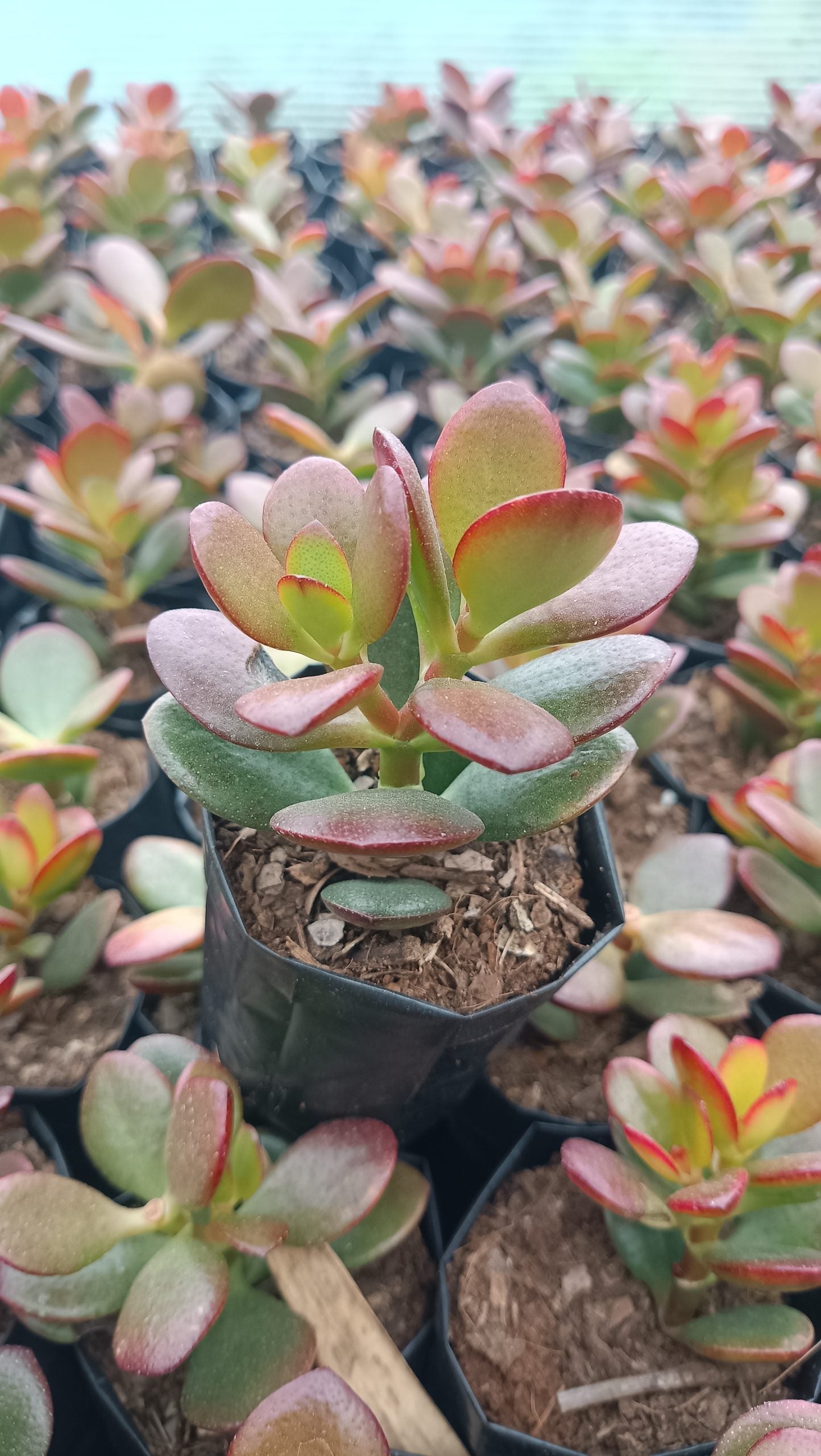 Green Golden Crassula Ovata Hybrid Jade Plant – Mature Good Luck Succulent | Indoor & Outdoor | Low-Maintenance Lucky Plant