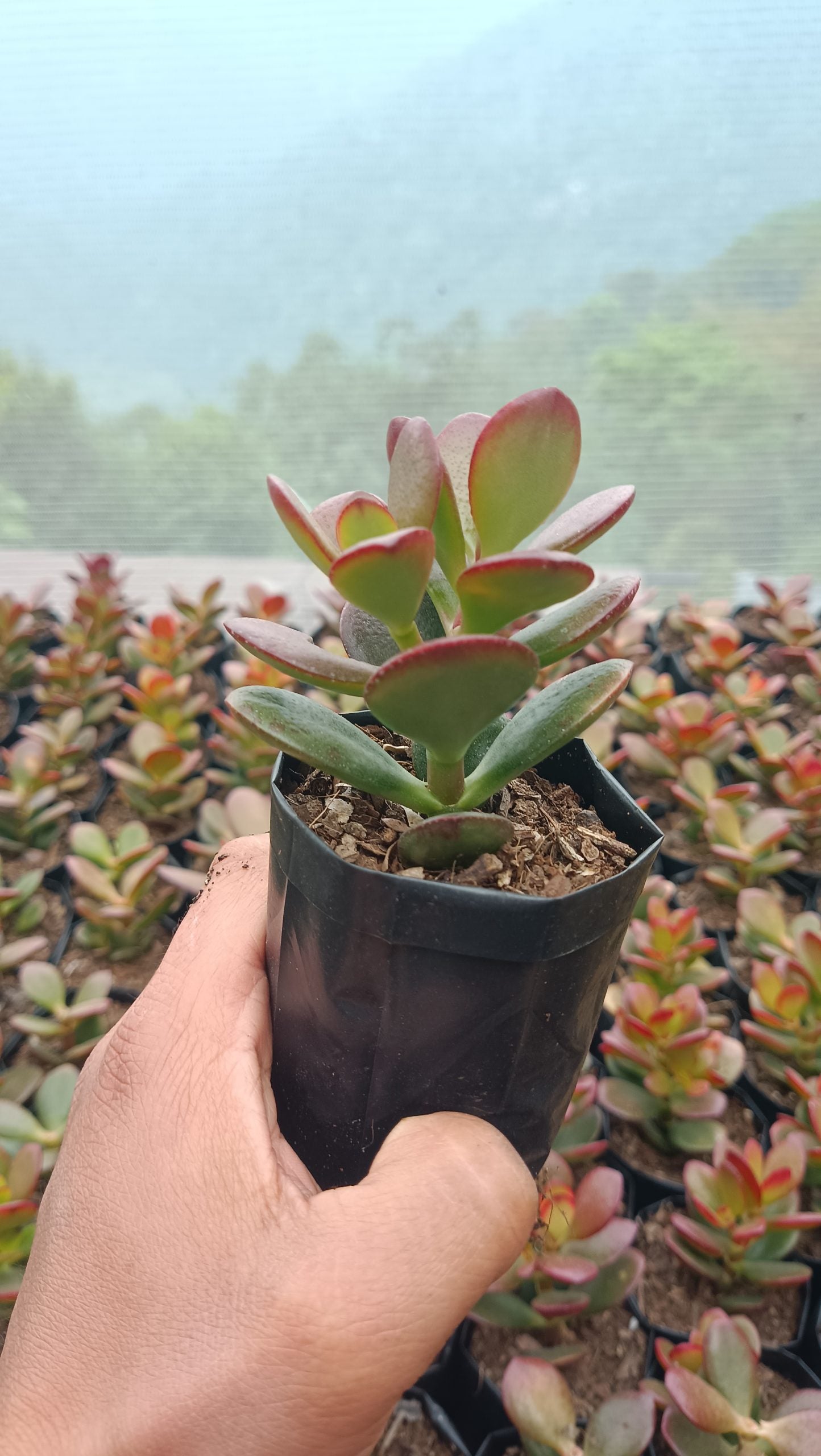 Green Golden Crassula Ovata Hybrid Jade Plant – Mature Good Luck Succulent | Indoor & Outdoor | Low-Maintenance Lucky Plant