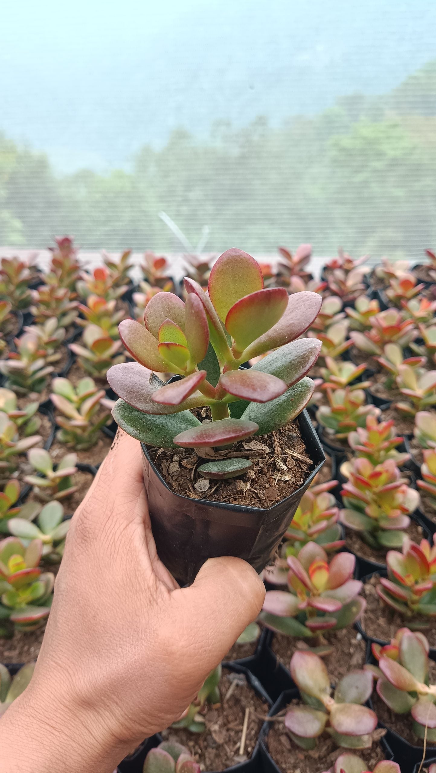 Green Golden Crassula Ovata Hybrid Jade Plant – Mature Good Luck Succulent | Indoor & Outdoor | Low-Maintenance Lucky Plant