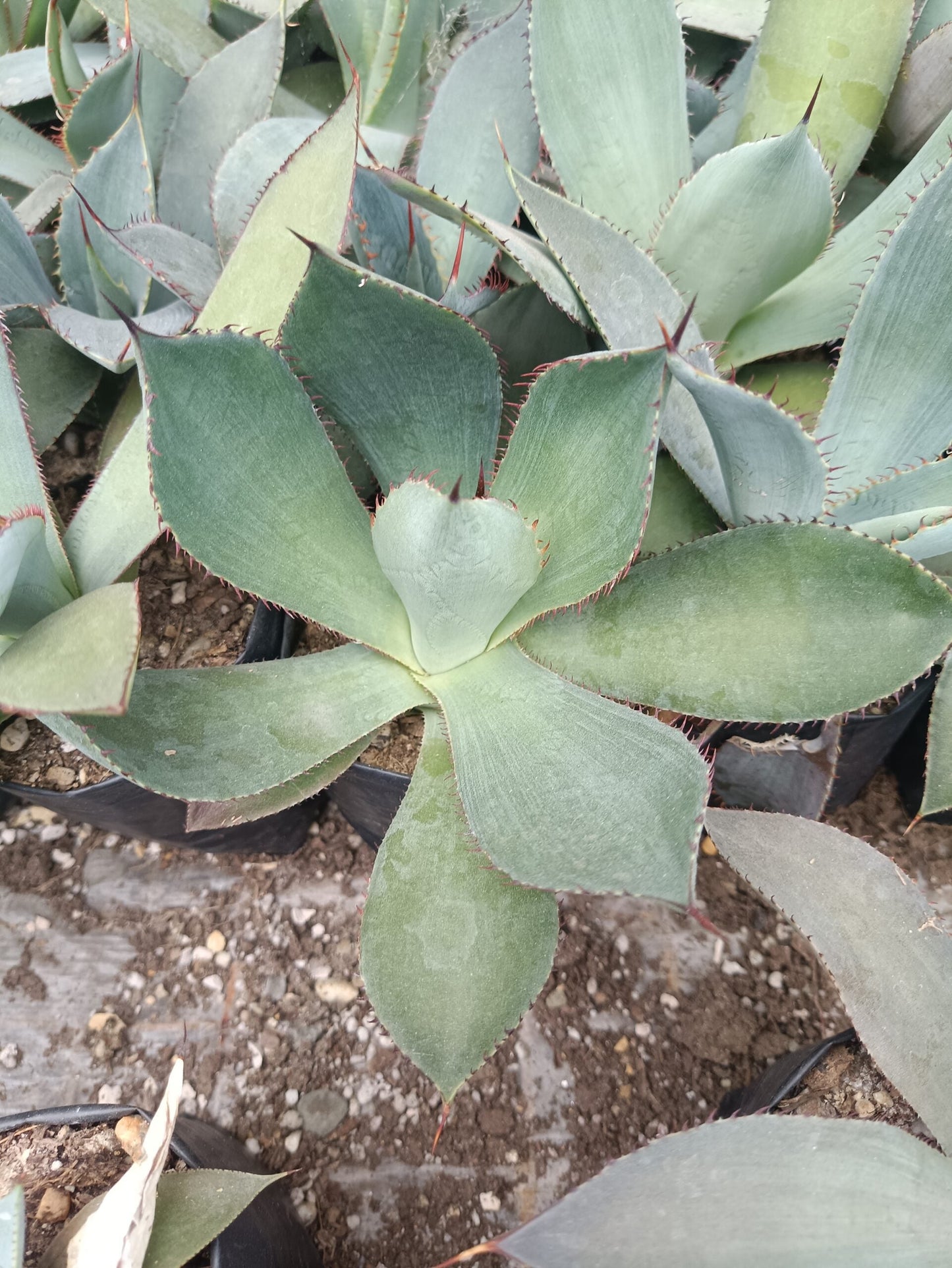 Guadalajarana Agave Magic: Order Now via Frek's Online Shop!
