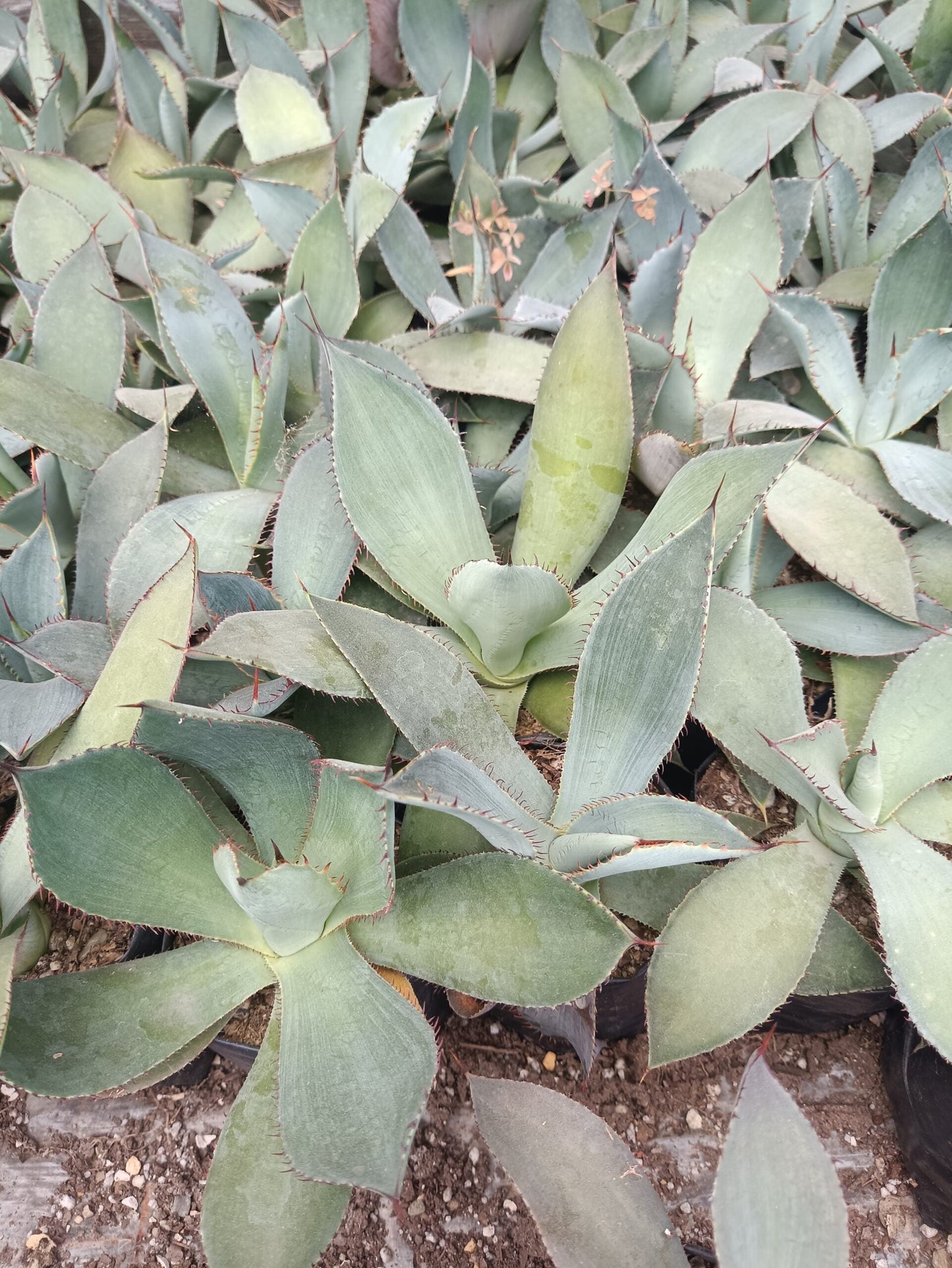 Guadalajarana Agave Magic: Order Now via Frek's Online Shop!