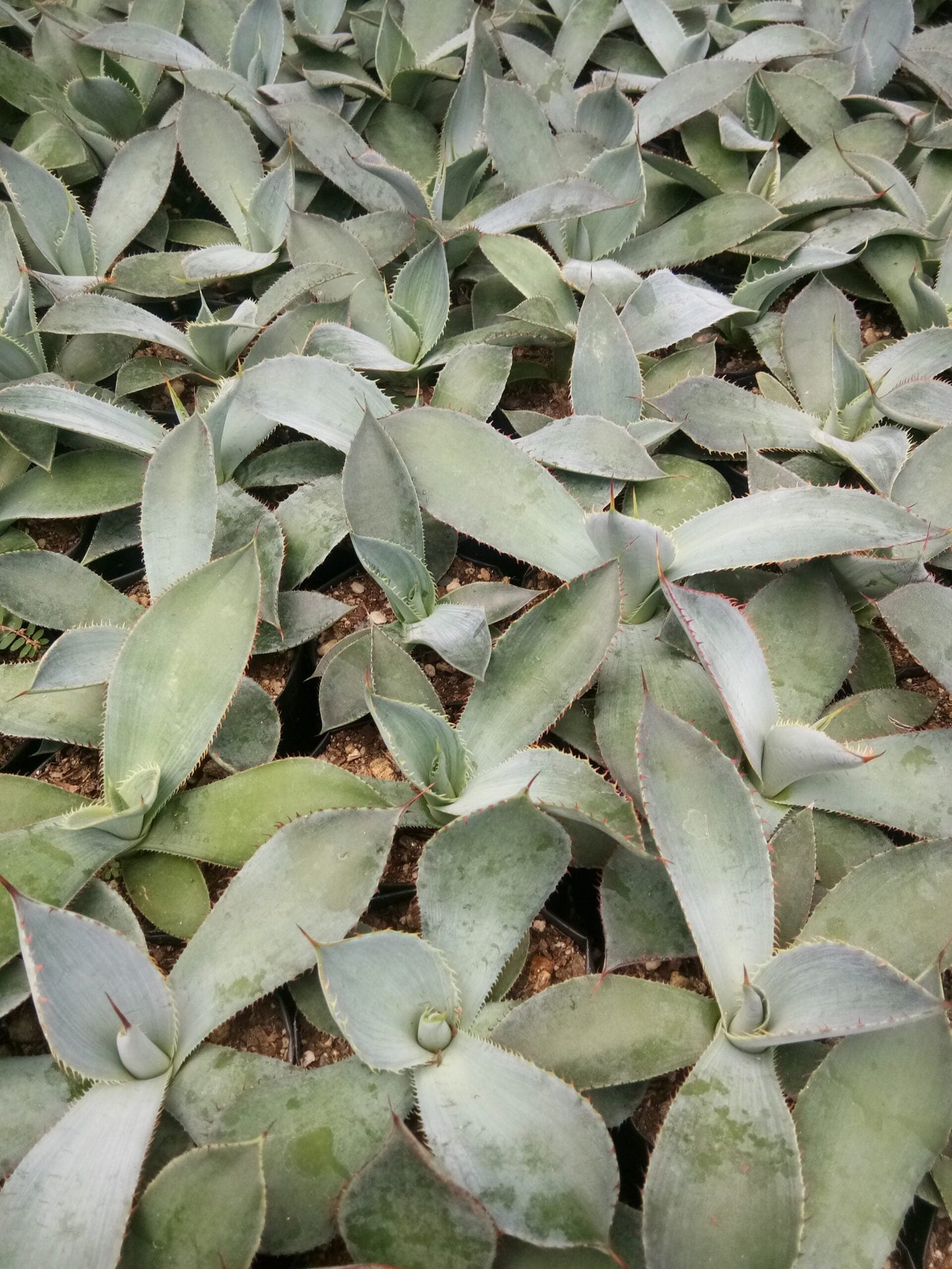 Guadalajarana Agave Magic: Order Now via Frek's Online Shop!