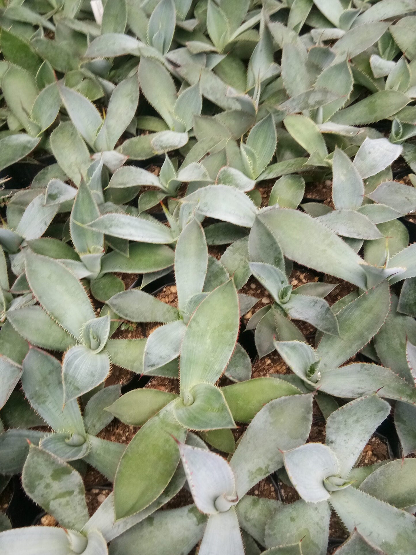 Guadalajarana Agave Magic: Order Now via Frek's Online Shop!