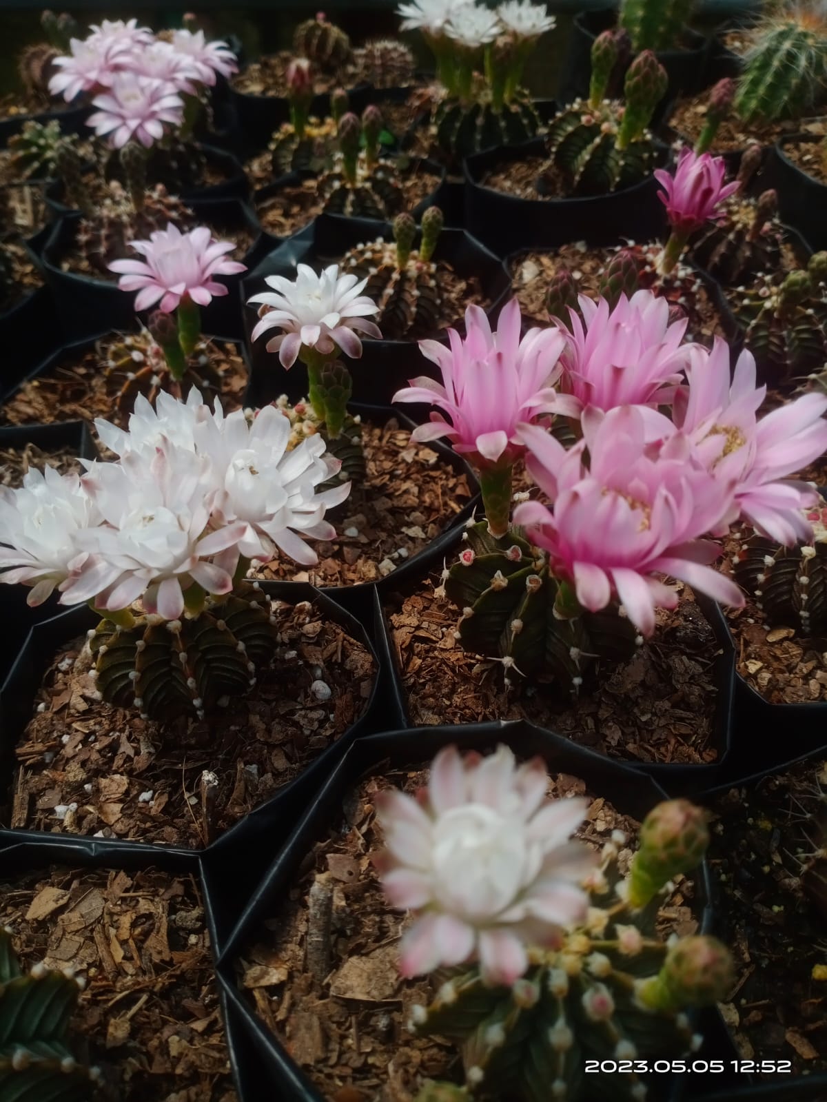 Gymnocalycium LB Mihanovichii Cactus Live Plant (51–63mm Diameter) — Well Rooted & Mature