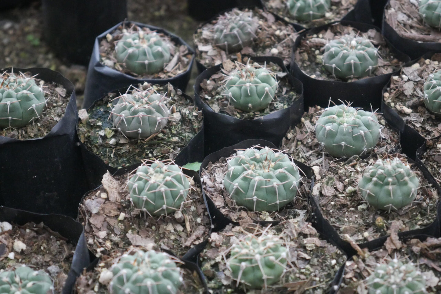Gymnocalycium Quehlianum Hybrid Cactus - Awaits You at Frek